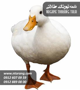 فروش جوجه اردک 15 روزه گوشتی